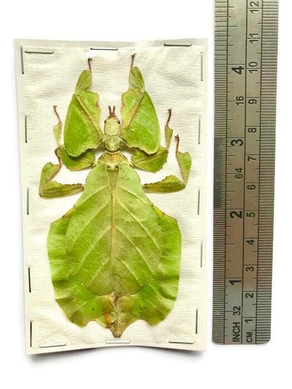 Leaf Insect Phyllium bioculatum pulchrifolium Green Female Real Insect Taxidermy