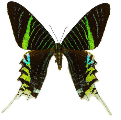 Green-banded Urania Moth Urania leilus Real Insect Taxidermy Spread or Folded