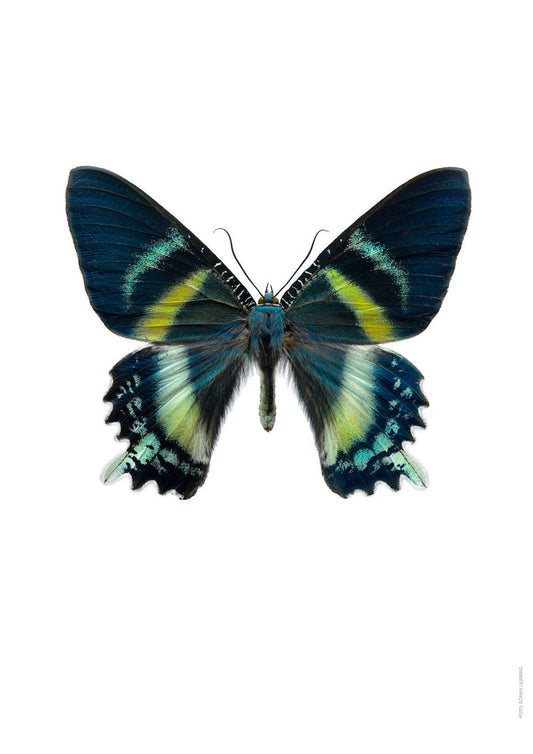 Swallowtail Day-Flying Moth Alcides orontes Real Insect Male Spread or Folded Wings Taxidermy