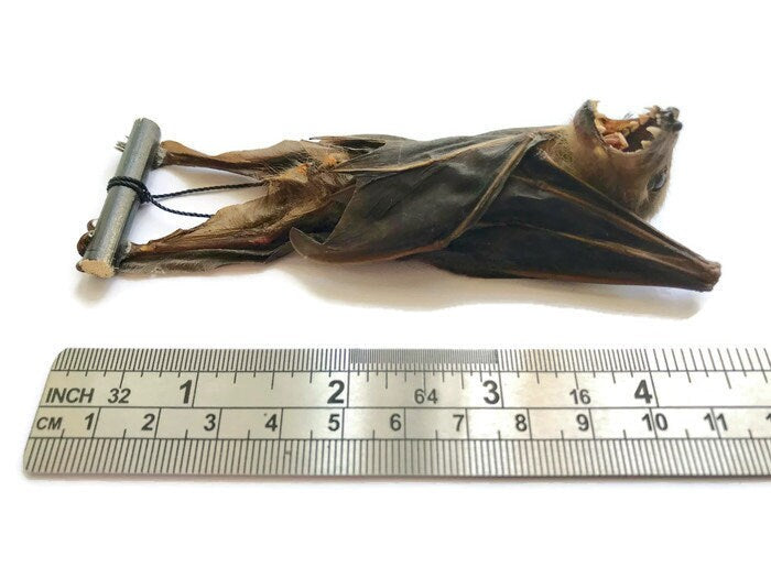 Forest Short-Nosed Fruit Bat Cynopterus minutus Hanging Real Preserved Taxidermy Specimen