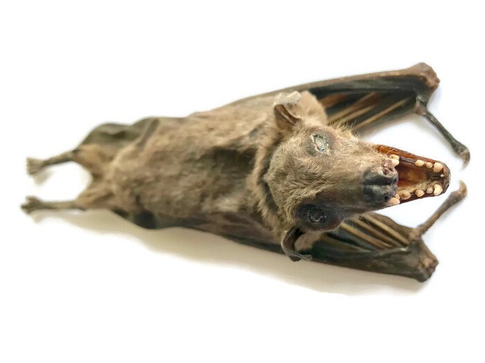 Leschenault's Rousette Fruit Bat Rousettus leschenaulti Hanging Back Real Preserved Taxidermy Specimen