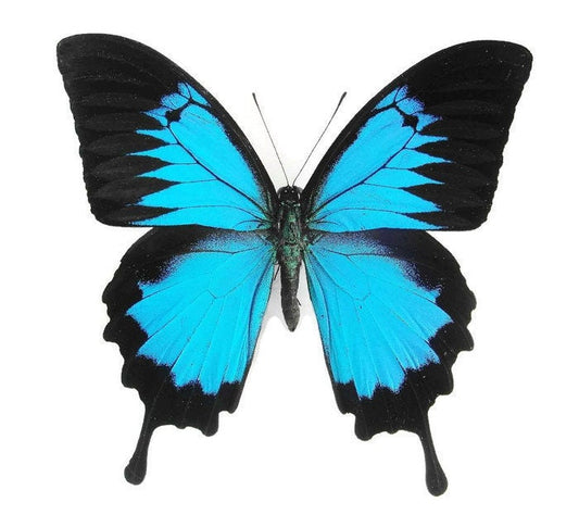 Blue Emperor Swallowtail Butterfly Papilio ulysses ulysses Spread or Folded Male Real Insect Taxidermy
