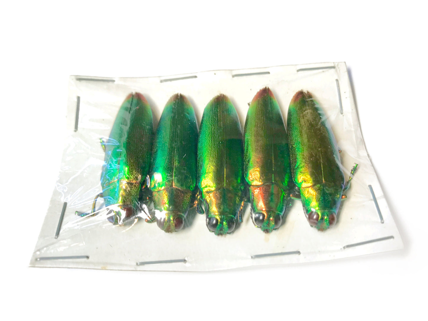 Jewel Beetle Chrysochroa fulminans fulminans Real Insect Taxidermy Iridescent Metallic Pack of 5