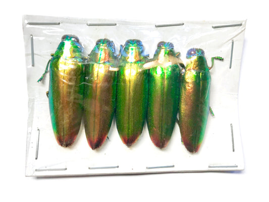 Jewel Beetle Chrysochroa fulminans fulminans Real Insect Taxidermy Iridescent Metallic Pack of 5