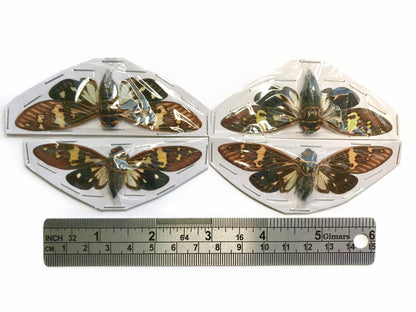 Cicada Gaeana laosensis Spread Real Insect Taxidermy