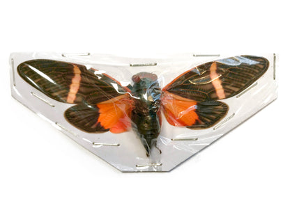 Cicada Tosena paviei Spread Real Insect Taxidermy