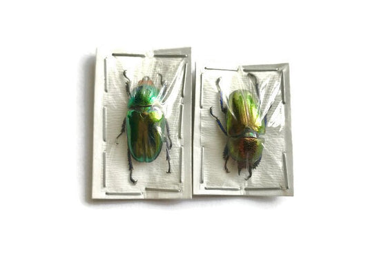 Sawtooth Stag Beetle Lamprima adolphinae Female Real Insect Taxidermy 2 Pack