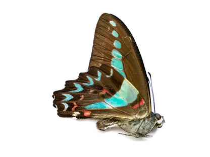 Milon's Swallowtail Butterfly Graphium milon anthedon Male Spread or Folded Real Insect Taxidermy