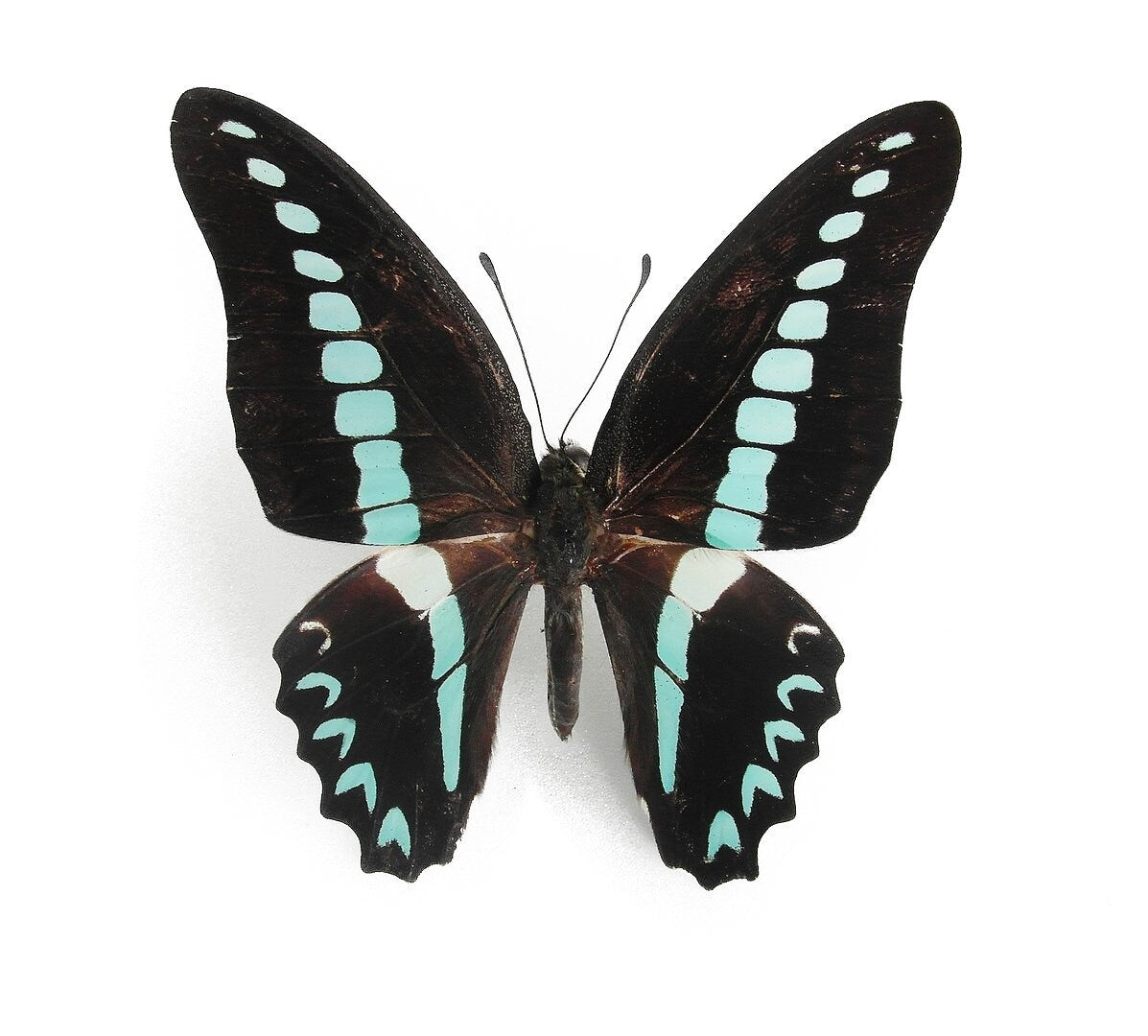 Milon's Swallowtail Butterfly Graphium milon anthedon Male Spread or Folded Real Insect Taxidermy