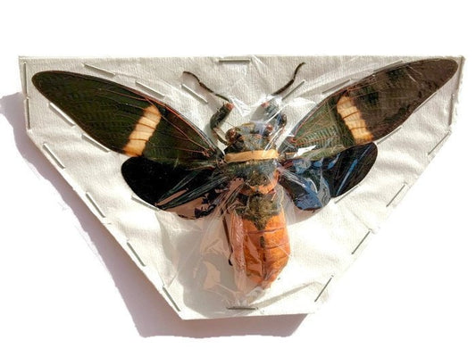 Cicada Tosena albata Spread Real Insect Taxidermy