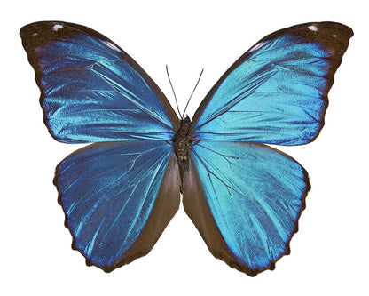 Menelaus Blue Morpho Butterfly Morpho menelaus Male Spread or Folded Real Insect Taxidermy