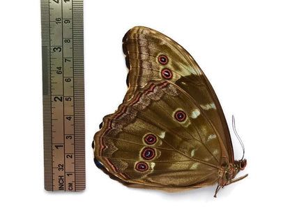 Menelaus Blue Morpho Butterfly Morpho menelaus Male Spread or Folded Real Insect Taxidermy