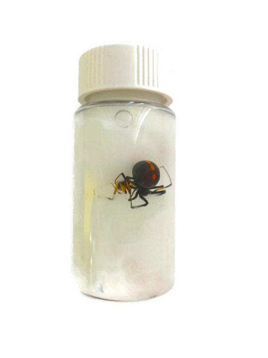 Southern Black Widow Spider Latrodectus mactans Male and Female Pair Real Preserved Wet Specimen Taxidermy Arachnid Taxidermy