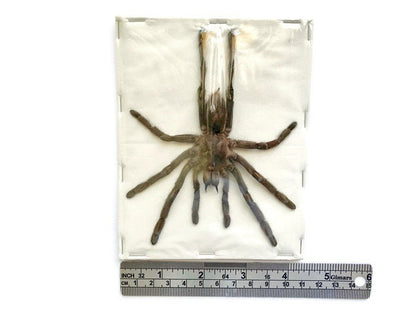 Tarantula Spider Eurypelma spinicrus Spread Real Preserved Taxidermy