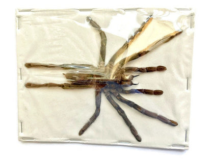 Tarantula Spider Eurypelma spinicrus Spread Real Preserved Taxidermy