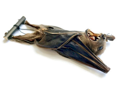 Forest Short-Nosed Fruit Bat Cynopterus minutus Hanging Real Preserved Taxidermy Specimen