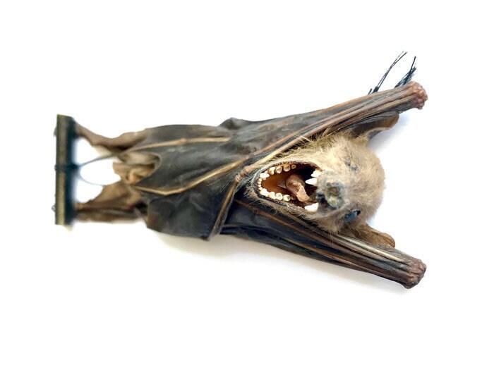 Forest Short-Nosed Fruit Bat Cynopterus minutus Hanging Real Preserved Taxidermy Specimen