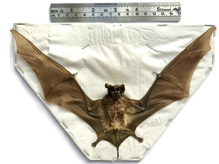 Javan Mastiff or Java Giant Mastiff Bat Otomops formosus Spread Real Preserved Taxidermy