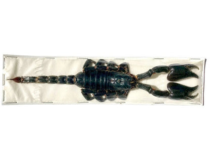 Asian Blue Forest Scorpion Heterometrus cyaneus Real Preserved Taxidermy Arachnid