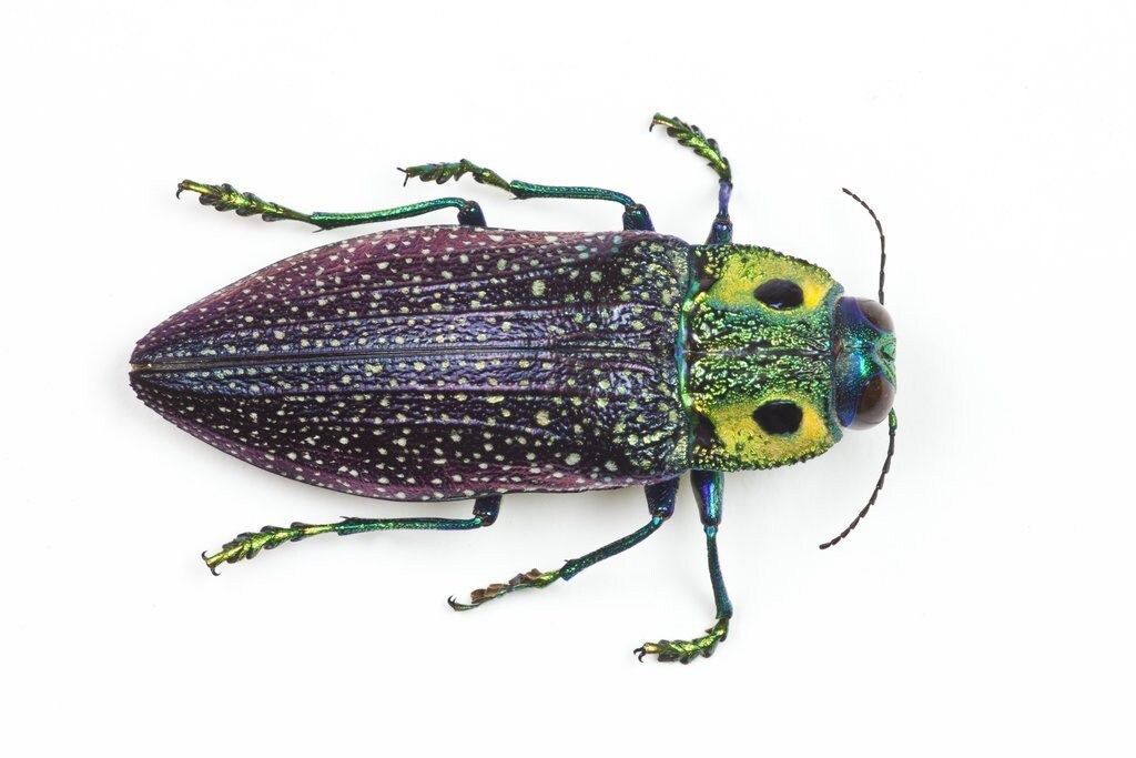 Jewel Beetle Lampropepla rothschildi or Madecassia rothschildi Real Insect Taxidermy Metallic