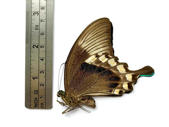 Peacock or Green Swallowtail Butterfly Papilio blumei fruhstorferi Spread or Folded Real Insect Male Taxidermy