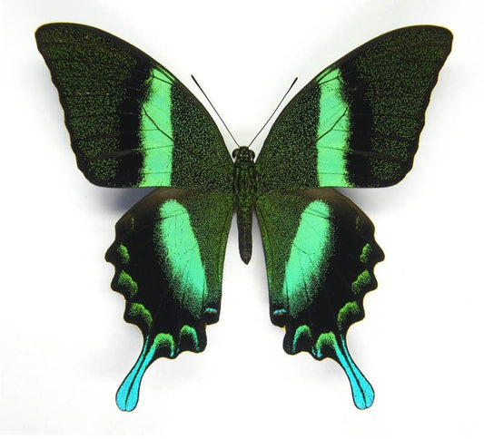 Peacock or Green Swallowtail Butterfly Papilio blumei fruhstorferi Spread or Folded Real Insect Male Taxidermy