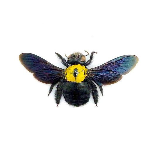 Yellow Carpenter Bee Xylocopa aestuans Female Spread Real Insect Taxidermy