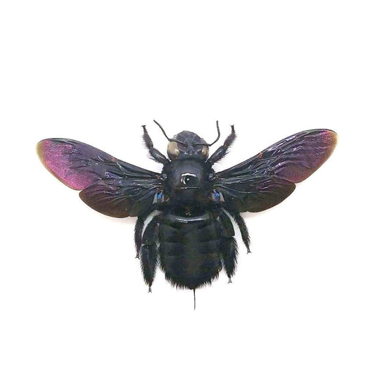 Black Tropical Carpenter Bee Xylocopa latipes Female Spread Real Insect Taxidermy