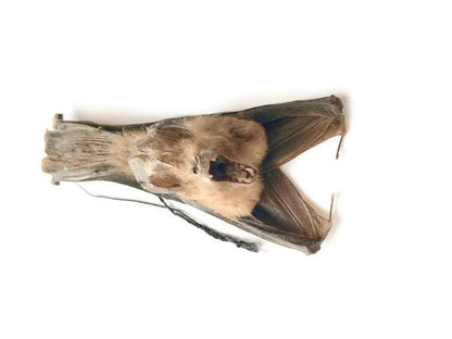 Javan Slit-Faced Bat Nycteris javanica Hanging Back Real Preserved Taxidermy Specimen