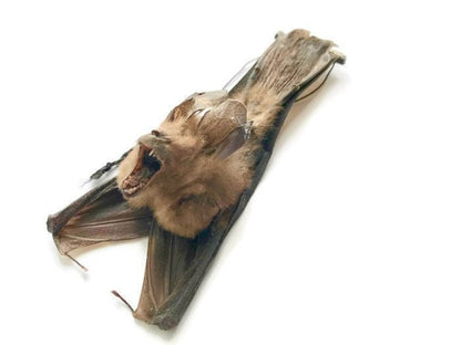 Javan Slit-Faced Bat Nycteris javanica Hanging Back Real Preserved Taxidermy Specimen