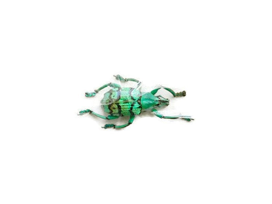 Turquoise Weevil Beetle Eupholus chevrolati Real Insect Taxidermy