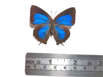 Blue Butterfly Arhopala sp Spread or Folded Real Insect Taxidermy