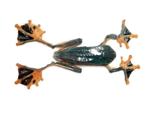 Green Flying or Reinwardt's Tree Frog Rhacophorus reinwardtii Spread Male Real Preserved Taxidermy Specimen * A- Condition *