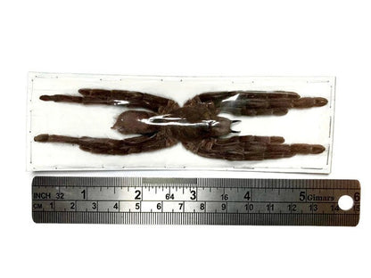 Tarantula Spider Eurypelma spinicrus Real Preserved Taxidermy A- Condition