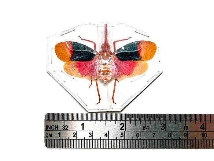 Lanternfly Lanternbug Pyrops detanii Spread Real Insect Taxidermy
