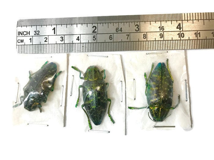 Jewel Beetle Polybothris sumptuosa sumptuosa Real Insect Taxidermy 10 pack or Single