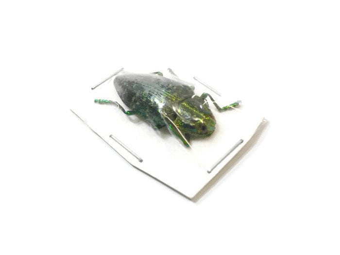 Jewel Beetle Polybothris sumptuosa sumptuosa Real Insect Taxidermy 10 pack or Single
