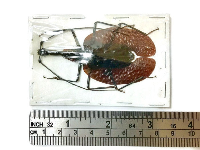 Violin Beetle Mormolyce phyllodes Real Insect Taxidermy