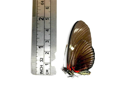 Red Longwing Butterfly Heliconius doris eratonius Spread or Folded Real Insect Taxidermy