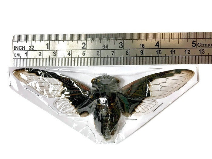 Batwing or Bat Wing Cicada Cryptotympana aquila Spread Real Insect Taxidermy 10 pack or Single