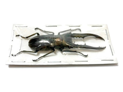 Longjaw Stag Beetle Cyclommatus metallifer finae Black Male Real Insect Taxidermy