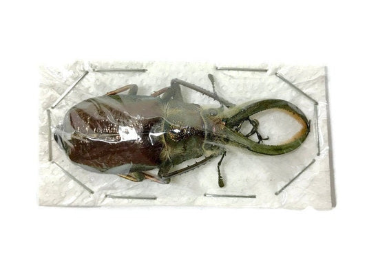Four-Eyed Longjaw Stag Beetle Sphaenognathus feisthameli Male Real Insect Taxidermy