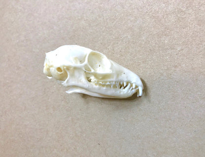 Horsfield's or Javan Treeshrew Tupaia javanica Skull Real Preserved Taxidermy Skeleton Bones