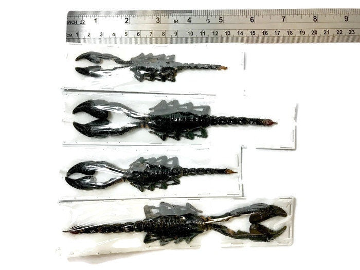 Asian Blue Forest Scorpion Heterometrus cyaneus Real Preserved Taxidermy Arachnid