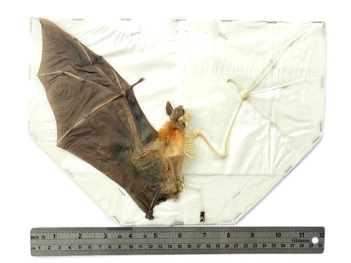 Lesser Short-Nosed Fruit Bat Cynopterus brachyotis Spread Half Skeleton Real Preserved Taxidermy Specimen