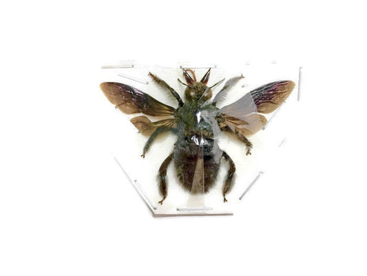 Green Carpenter Bee Xylocopa caerulea Male Spread Real Insect Taxidermy