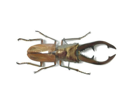 Longjaw Stag Beetle Cyclommatus tarandus tarandus Male Real Insect Taxidermy