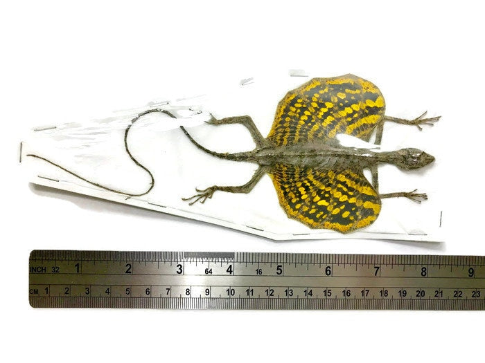Flying Lizard Draco haematopogon Yellow Female Spread Real Preserved Taxidermy