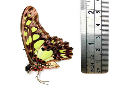 Electric Green Swordtail Butterfly Graphium tynderaeus Spread or Folded Male Real Insect Taxidermy