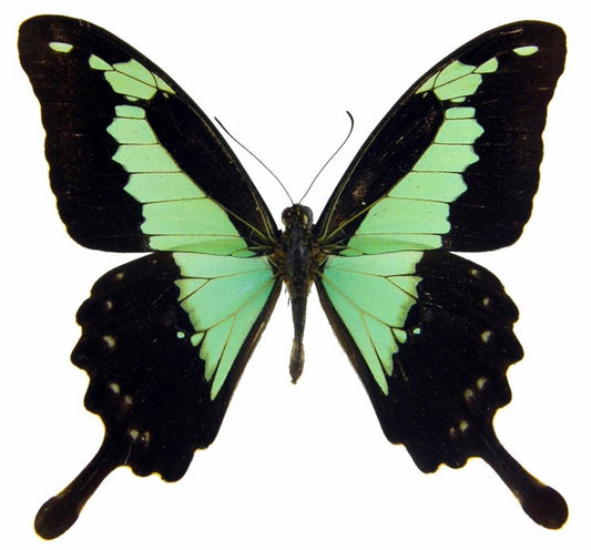 Apple-Green or Green-Banded Swallowtail Butterfly Papilio phorcas congoanus Spread or Folded Male Real Insect Taxidermy